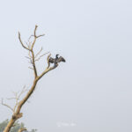 2024-10 - Népal - J11 - Parc National de Chitwan - 015